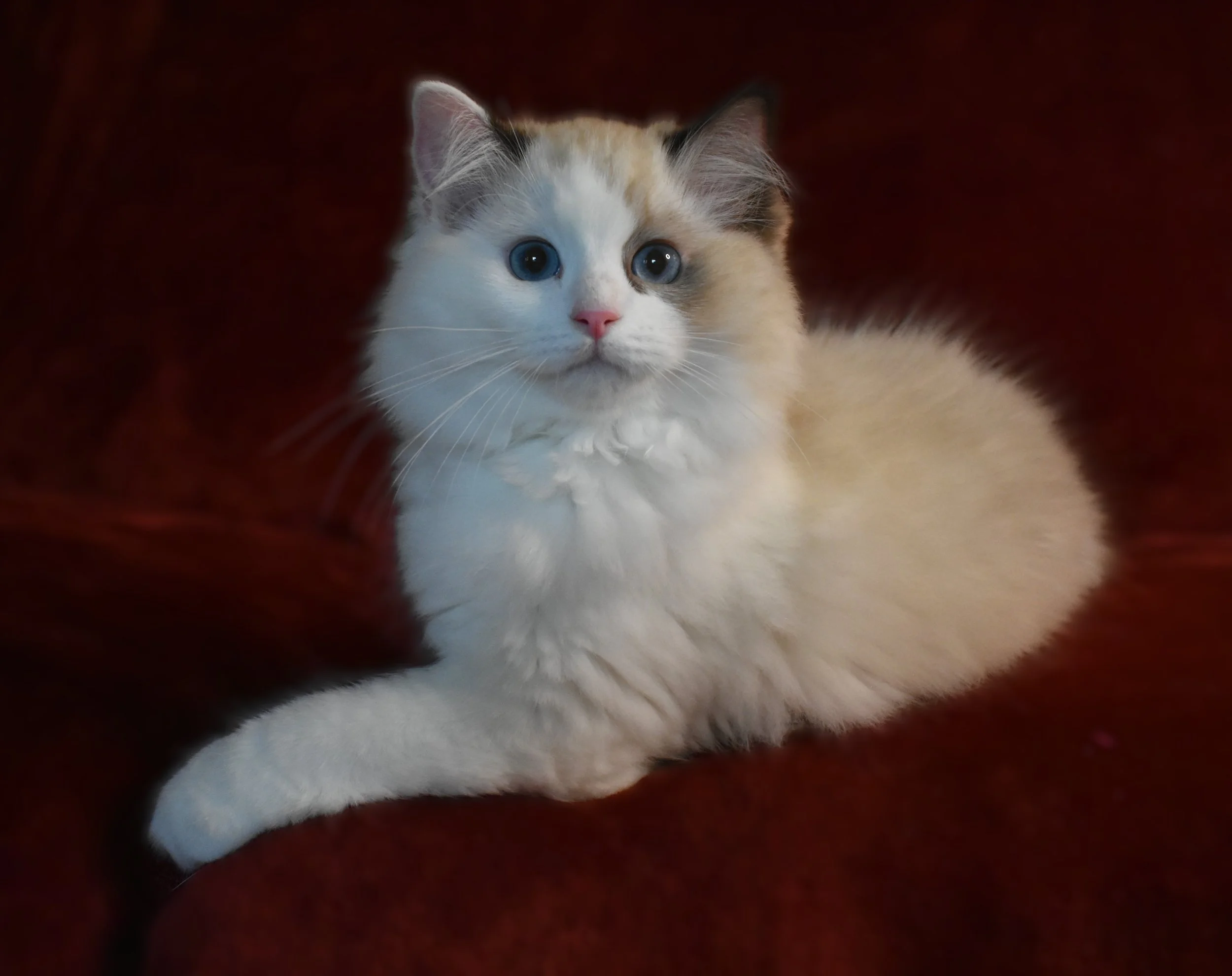 Services — ElleBellRags™ Ragdoll CatsElleBellRags.com